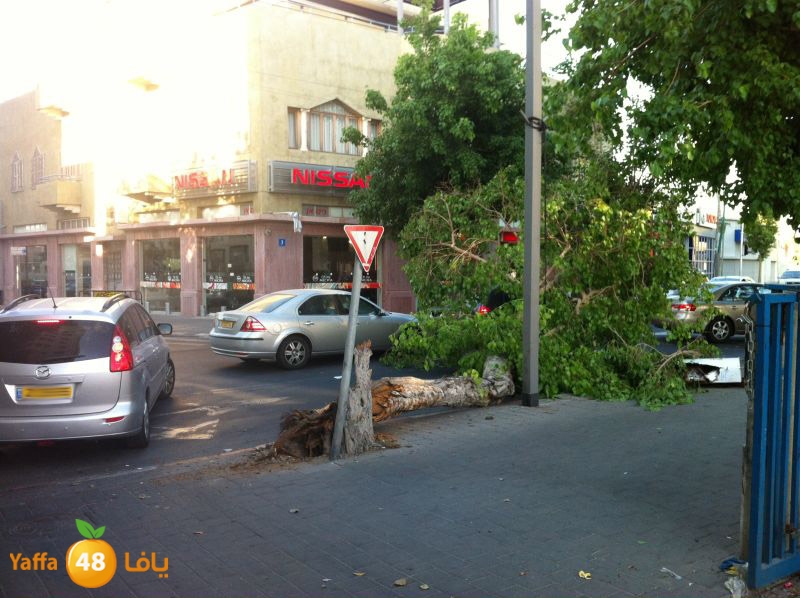 treebentsvy610 (1).jpg